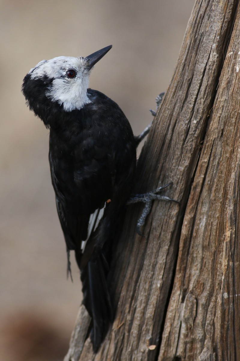 White-headed Woodpecker - ML173620311