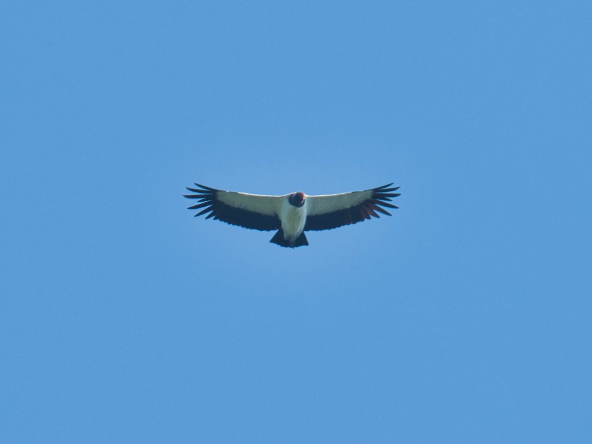 King Vulture - ML173620911