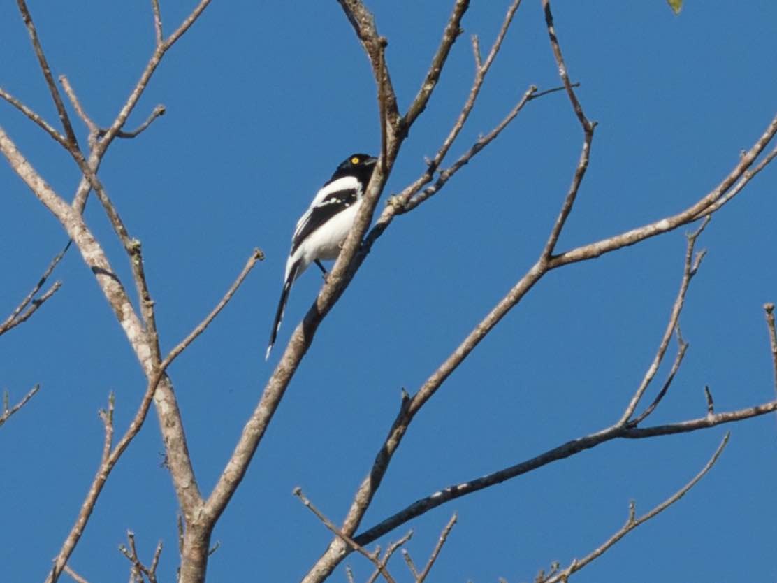 Magpie Tanager - ML173621271
