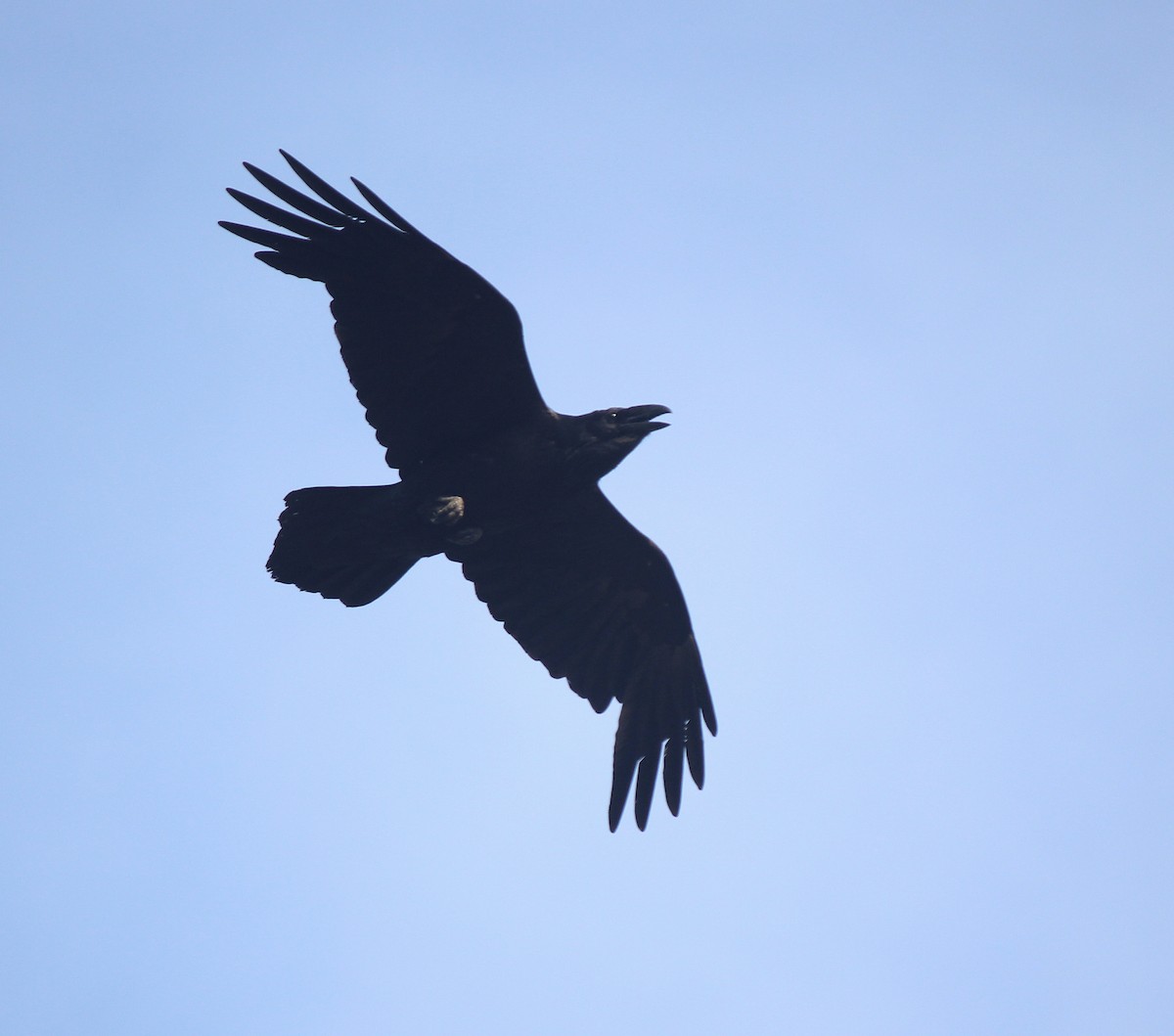 Common Raven - ML173621581