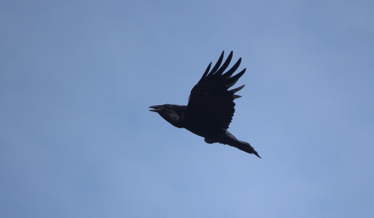 Common Raven - ML173622241