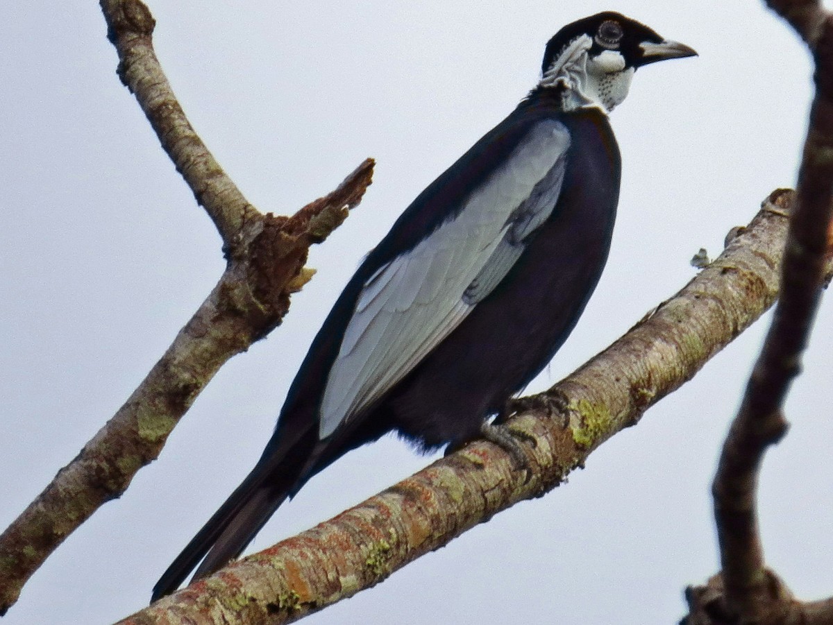 Bare-necked Fruitcrow - Gymnoderus foetidus - Birds of the World