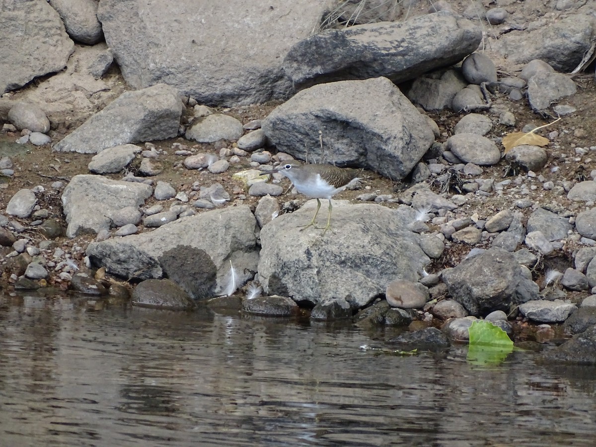 Spotted Sandpiper - Kevin Williams