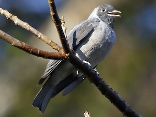  - Black-faced Cotinga