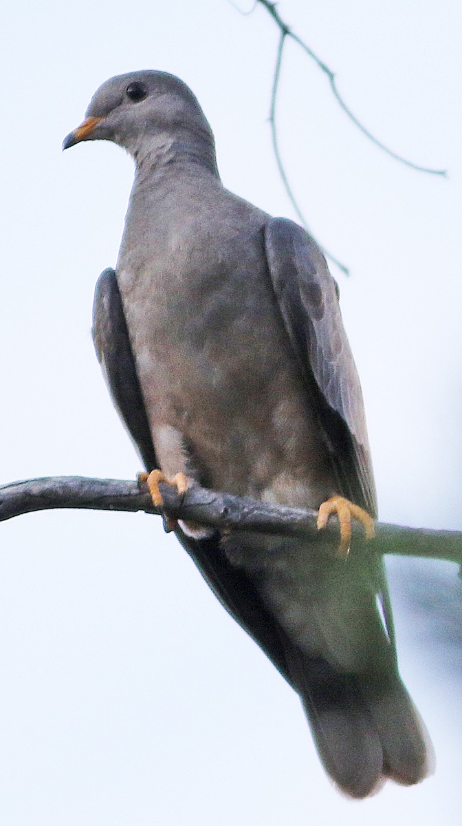 Band-tailed Pigeon - ML173625921