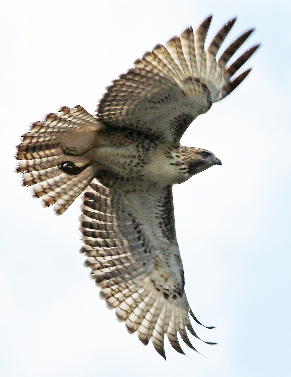 Red-tailed Hawk - Gary Binderim