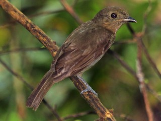  - Brown-winged Schiffornis