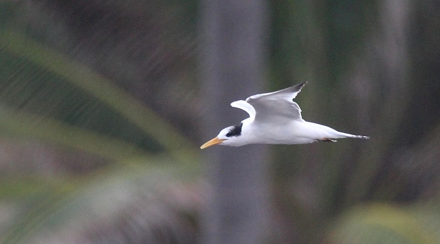 Royal Tern - Paul Lewis
