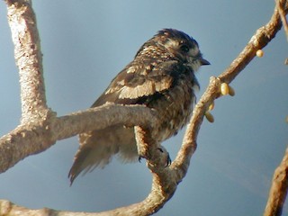 Молодая птица - Jay McGowan - ML173631171