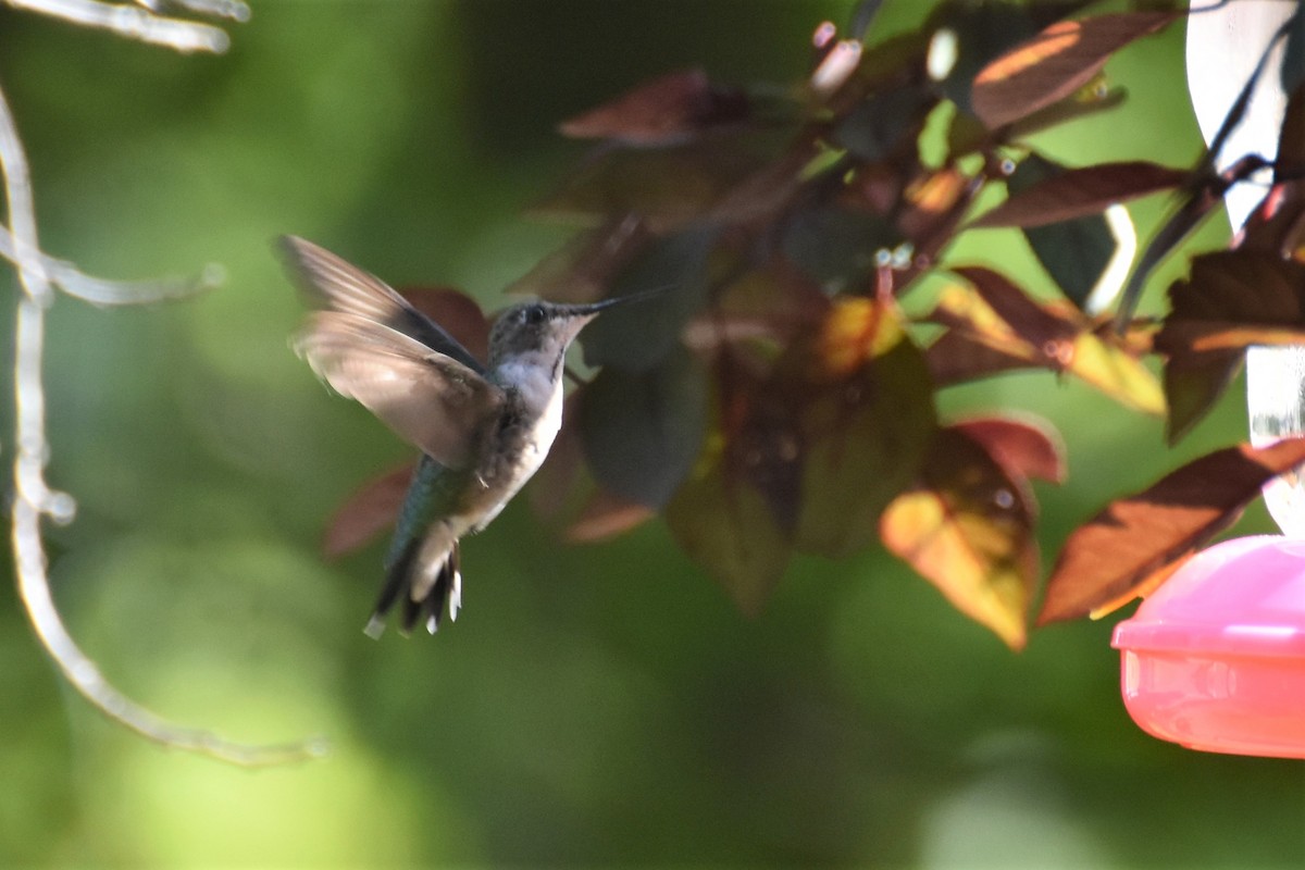 Ruby-throated Hummingbird - ML173631371