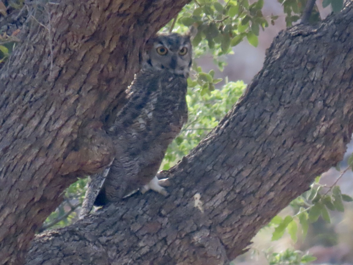 Great Horned Owl - ML173633251
