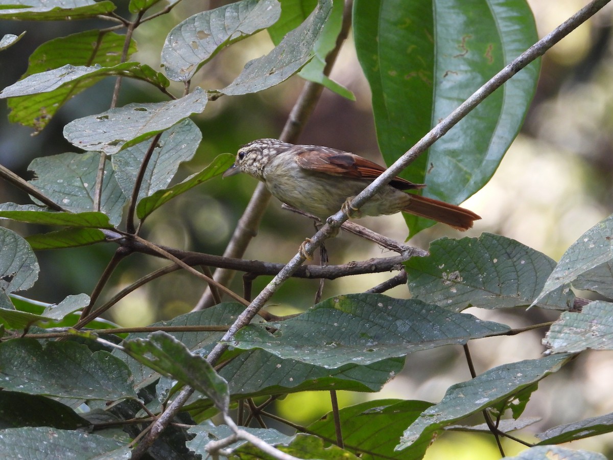 Chestnut-winged Hookbill - Jorge Galván