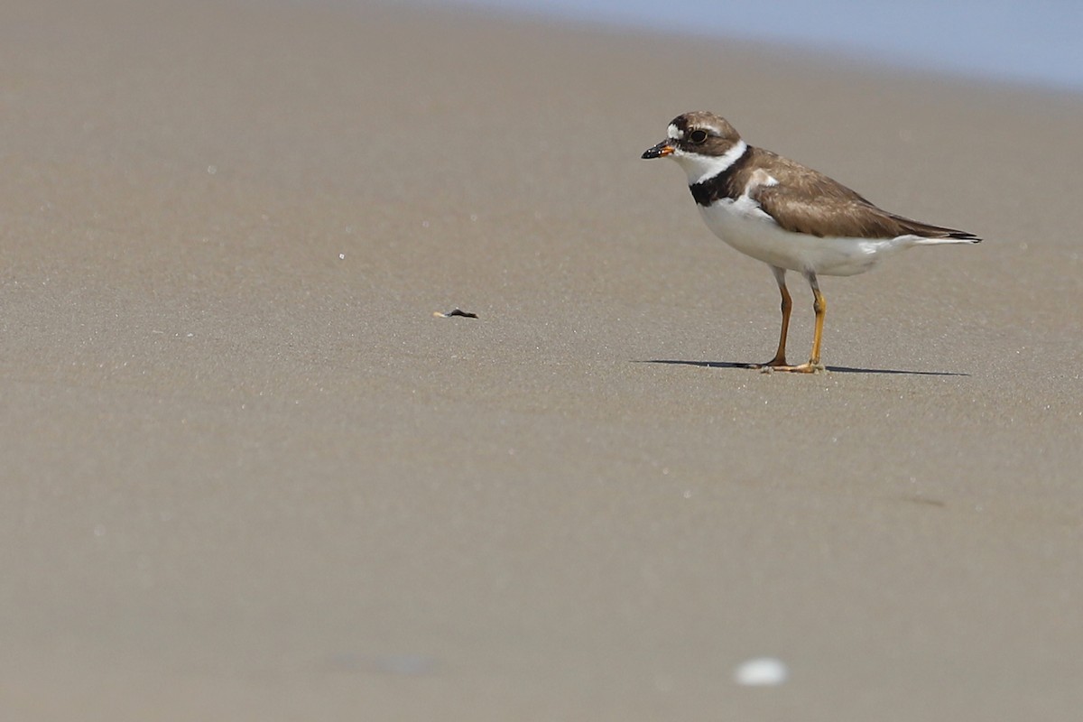 Semipalmated Plover - ML173639411