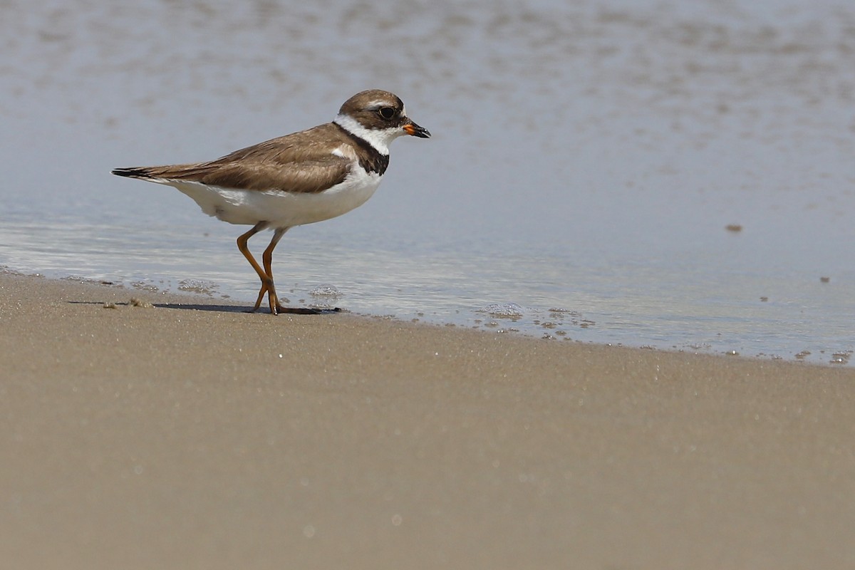 Semipalmated Plover - ML173639461