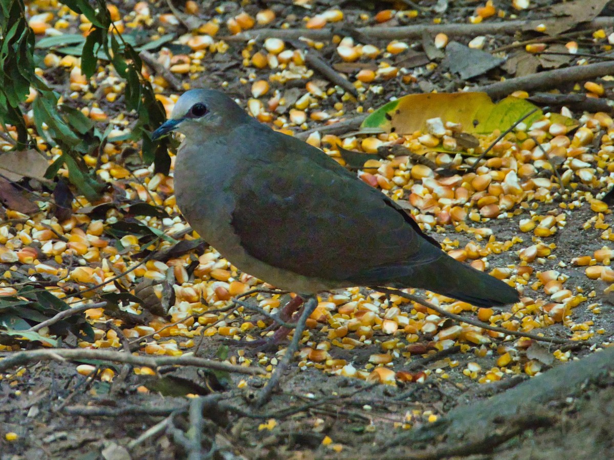 Gray-fronted Dove - ML173640081