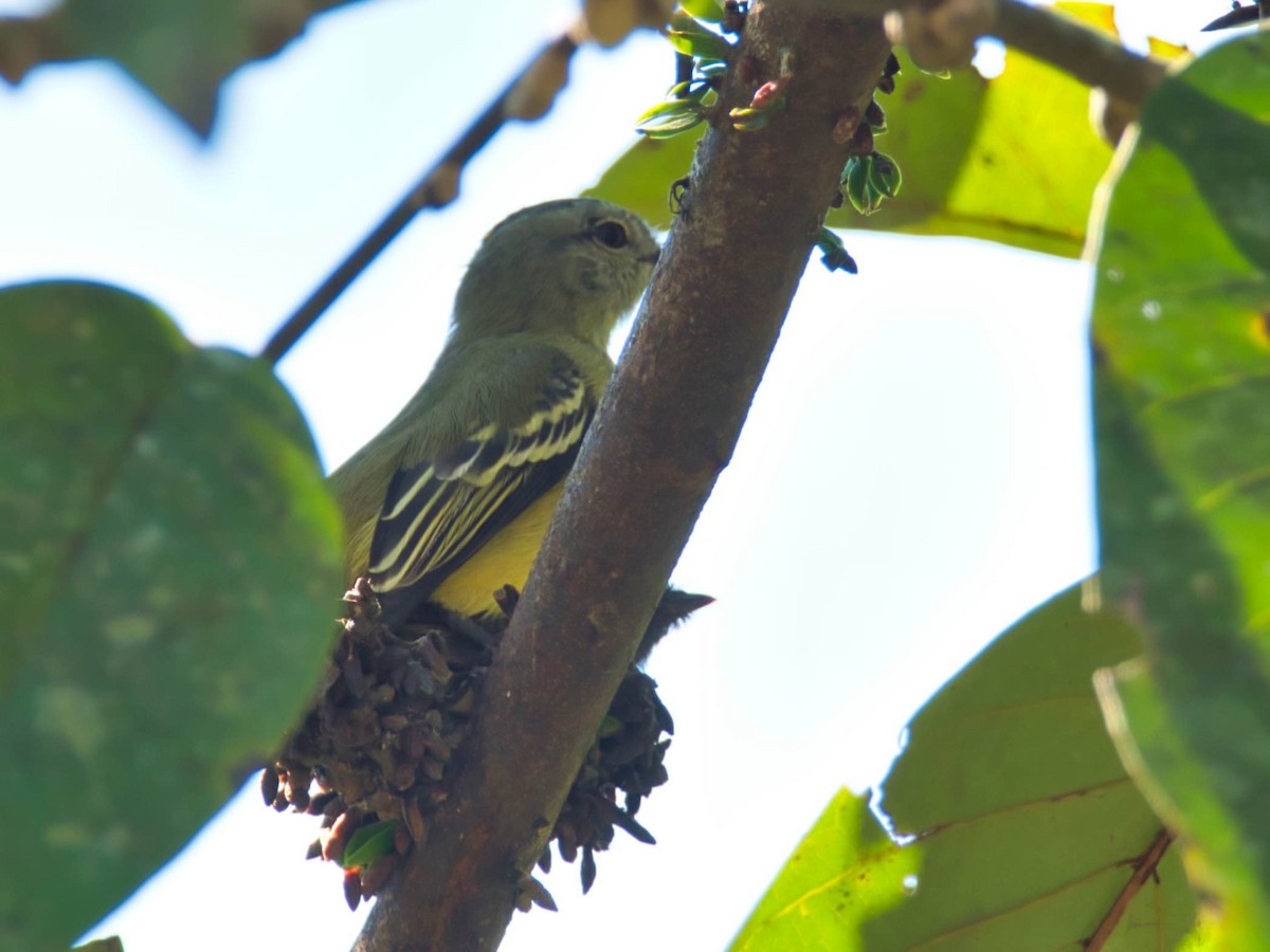 Yellow-crowned Tyrannulet - ML173640611