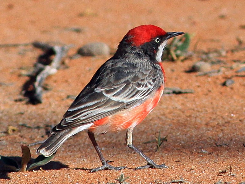 Crimson Chat - eBird