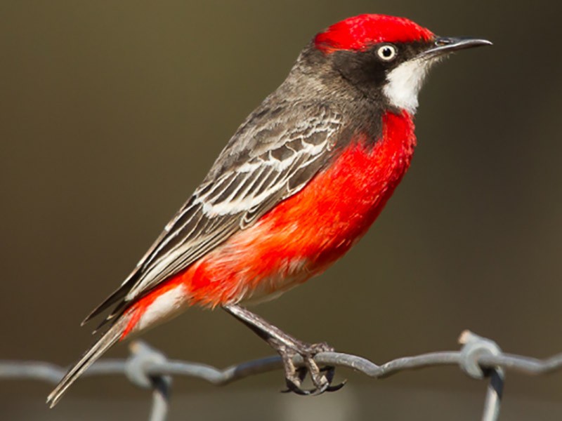 Crimson Chat Ebird