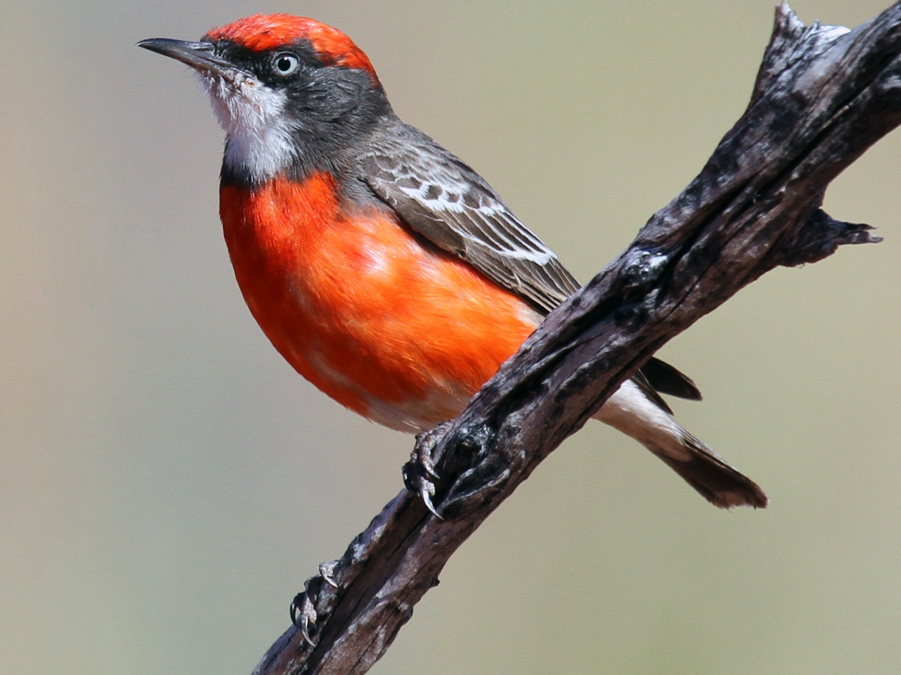 Crimson Chat Ebird