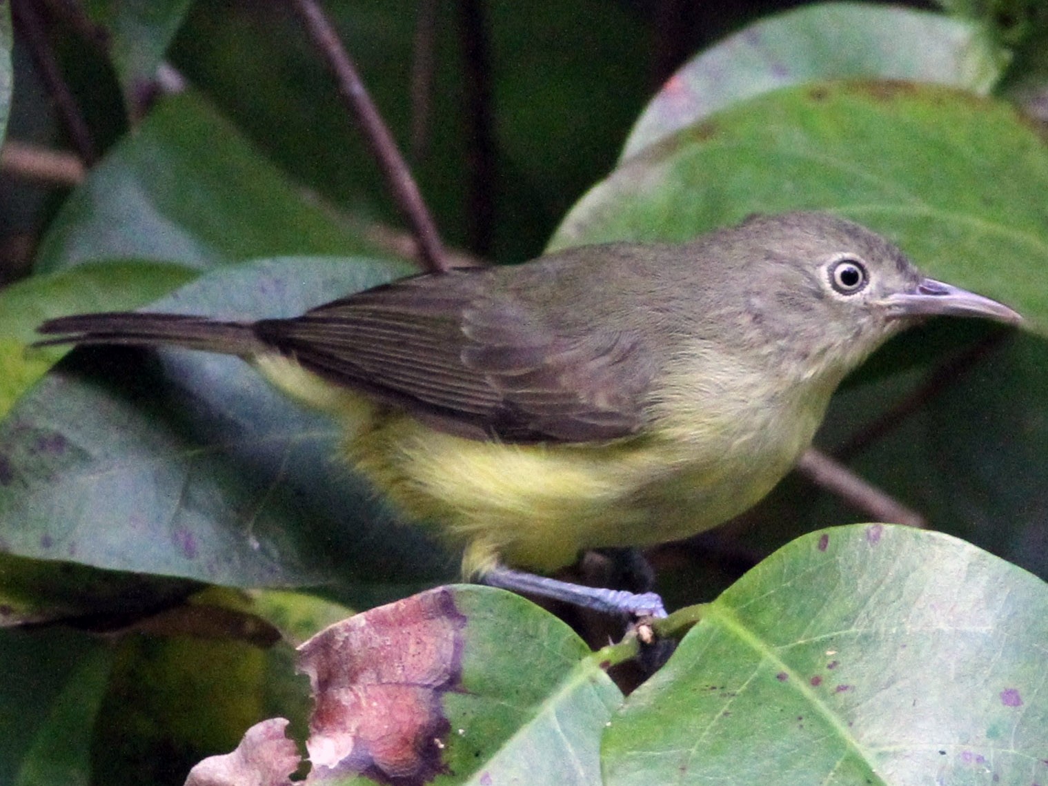 Green-backed Honeyeater - eBird