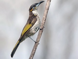  - White-streaked Honeyeater