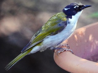  - Gilbert's Honeyeater