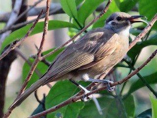  - Tawny-breasted Honeyeater