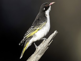 成鳥 - Matt Wright | Faunagraphic Wildlife Tours - ML173647831