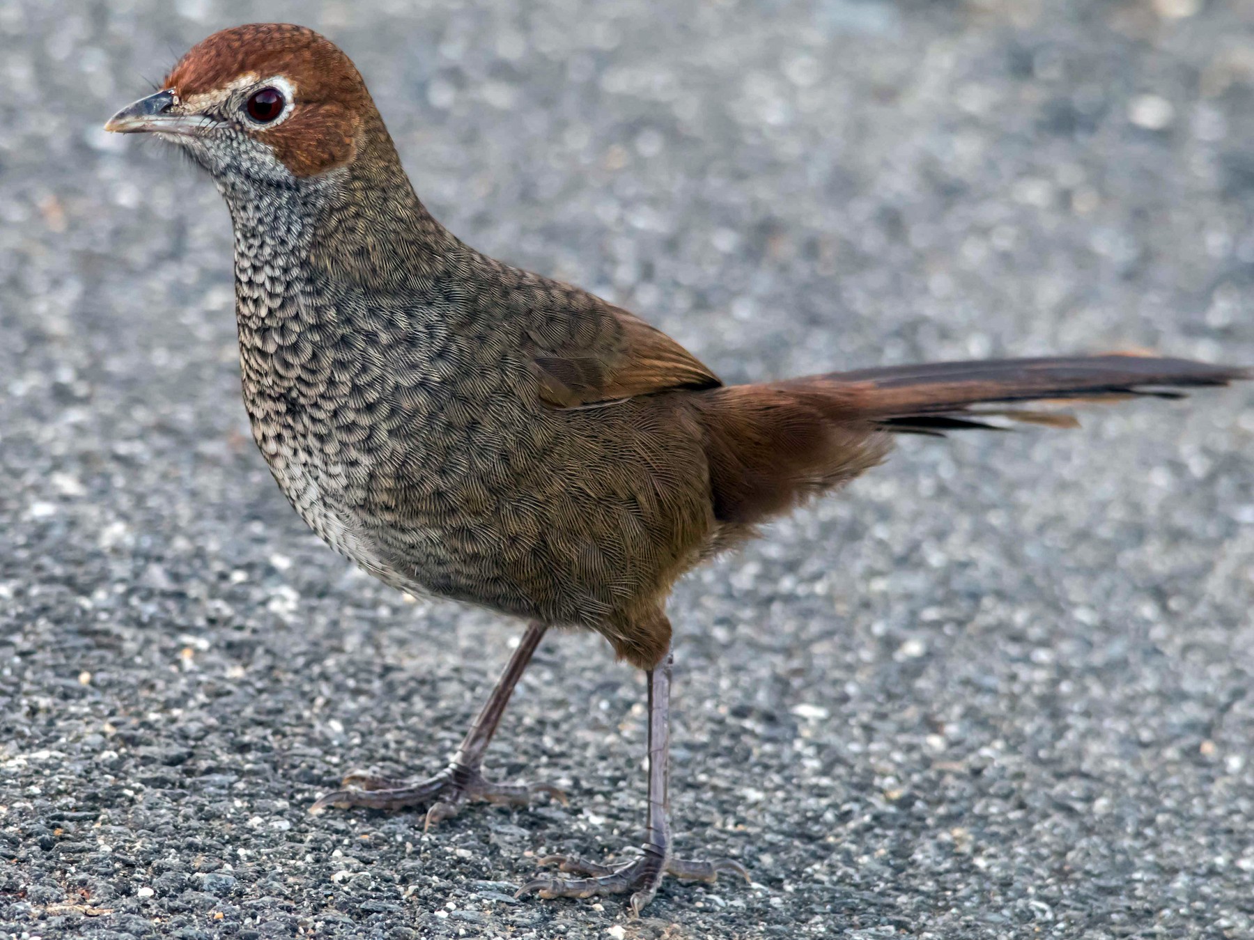 Rufous Bristlebird - Andrew Allen