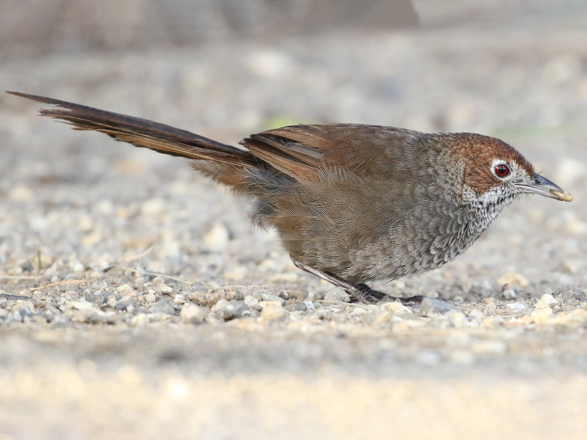 Rufous Bristlebird - Dasyornis broadbenti - Birds of the World