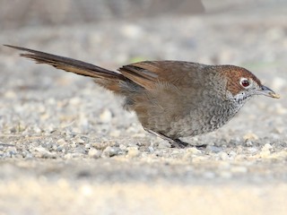  - Rufous Bristlebird