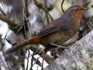 Pilotbird - eBird