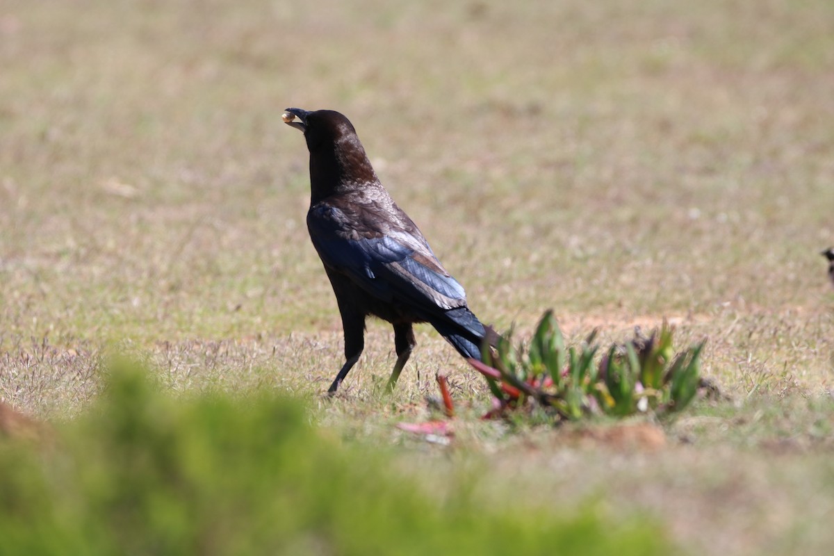 Cape Crow - Bez Bezuidenhout
