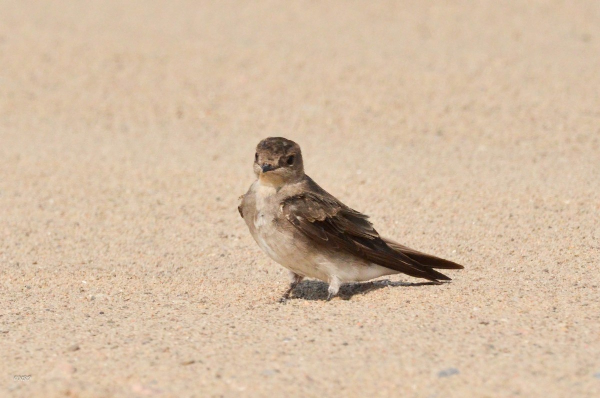 Northern Rough-winged Swallow - Nancy Barrett