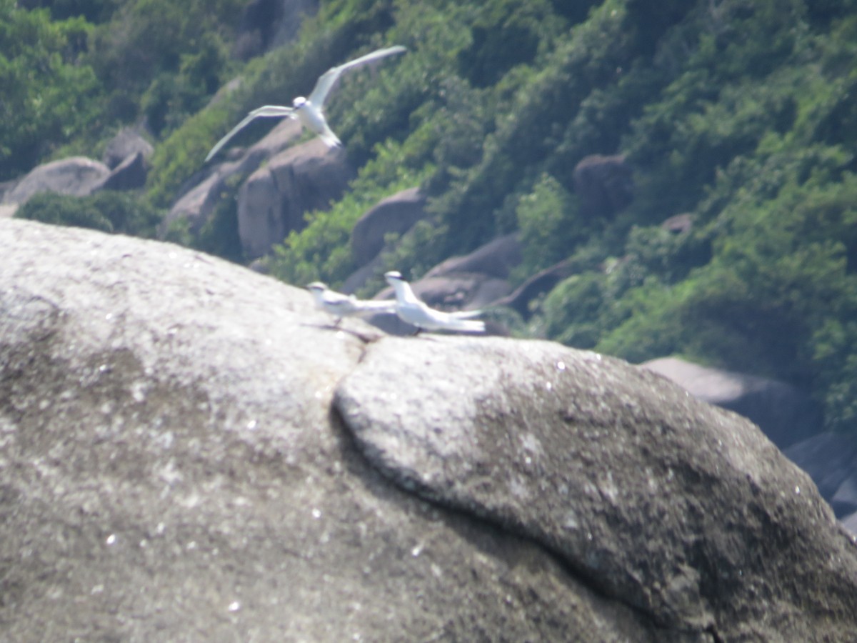 Little Tern - sheryl mcnair