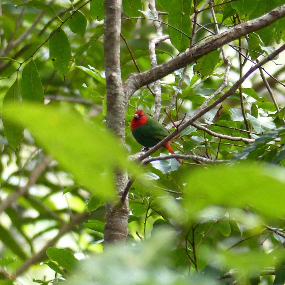 Red-throated Parrotfinch - ML173655211