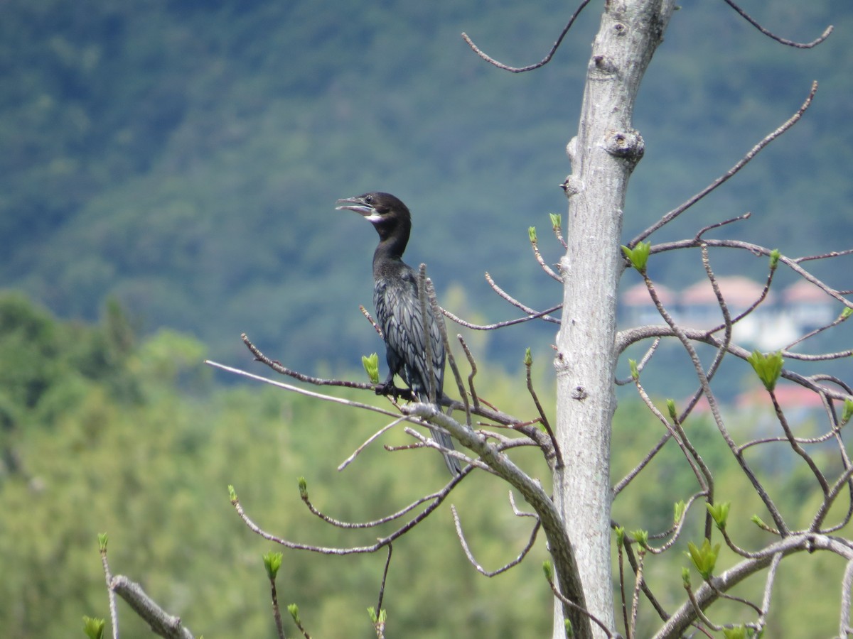 Little Cormorant - sheryl mcnair