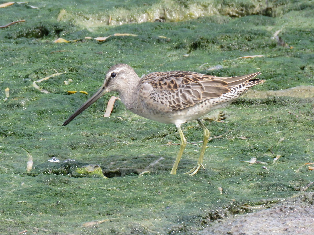 Long-billed Dowitcher - Don Wilshere