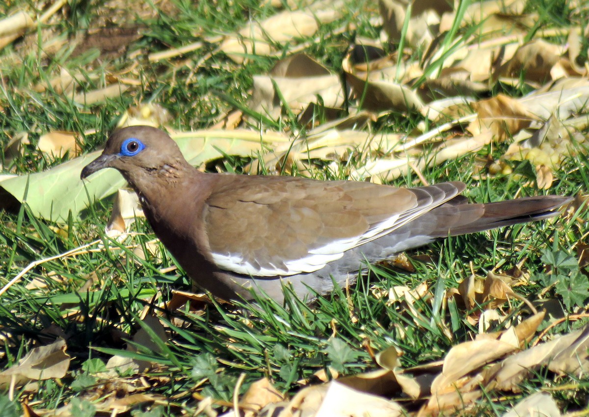 West Peruvian Dove - ML173658641
