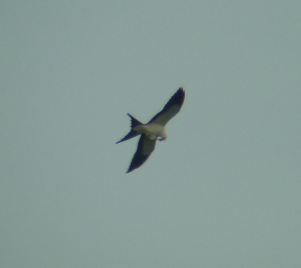 Swallow-tailed Kite - Justin Bosler
