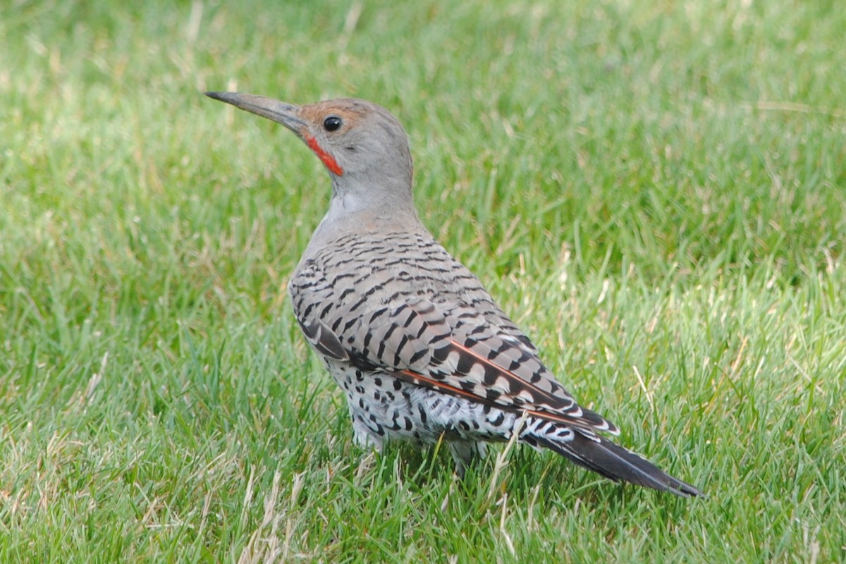 Northern Flicker (Red-shafted) - ML173660381
