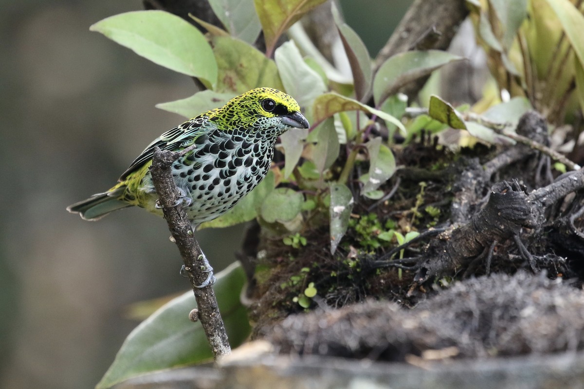 Speckled Tanager - ML173660761
