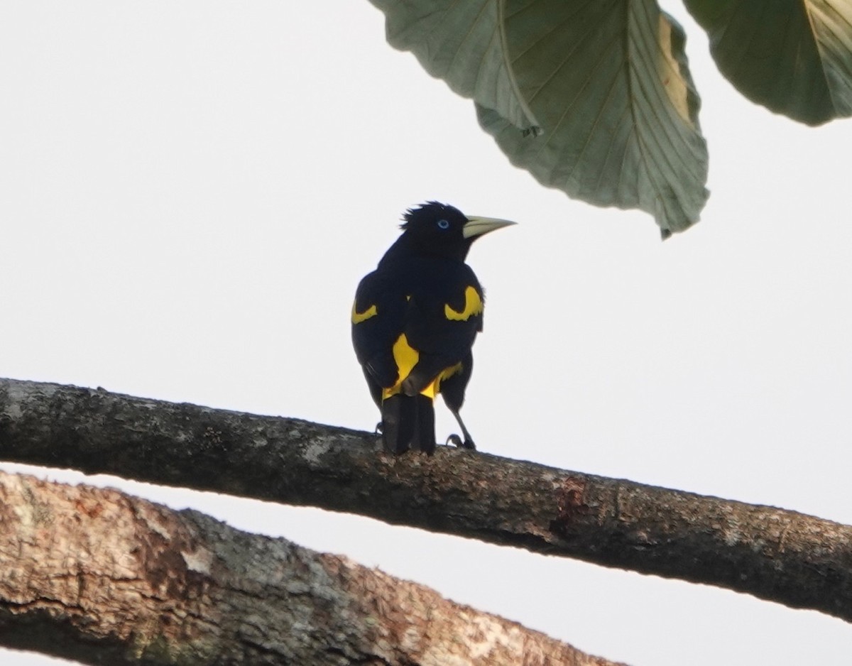 Yellow-rumped Cacique - ML173665661