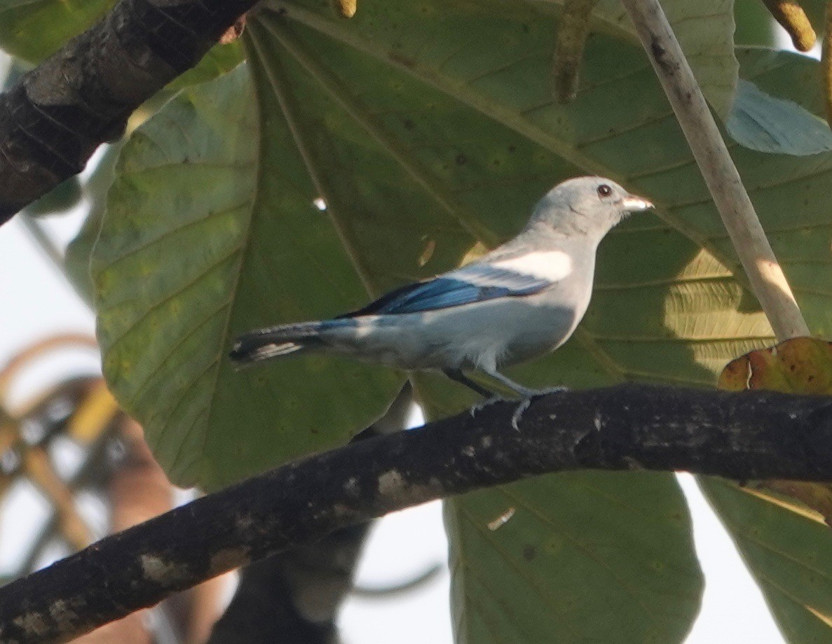 Blue-gray Tanager - ML173665831