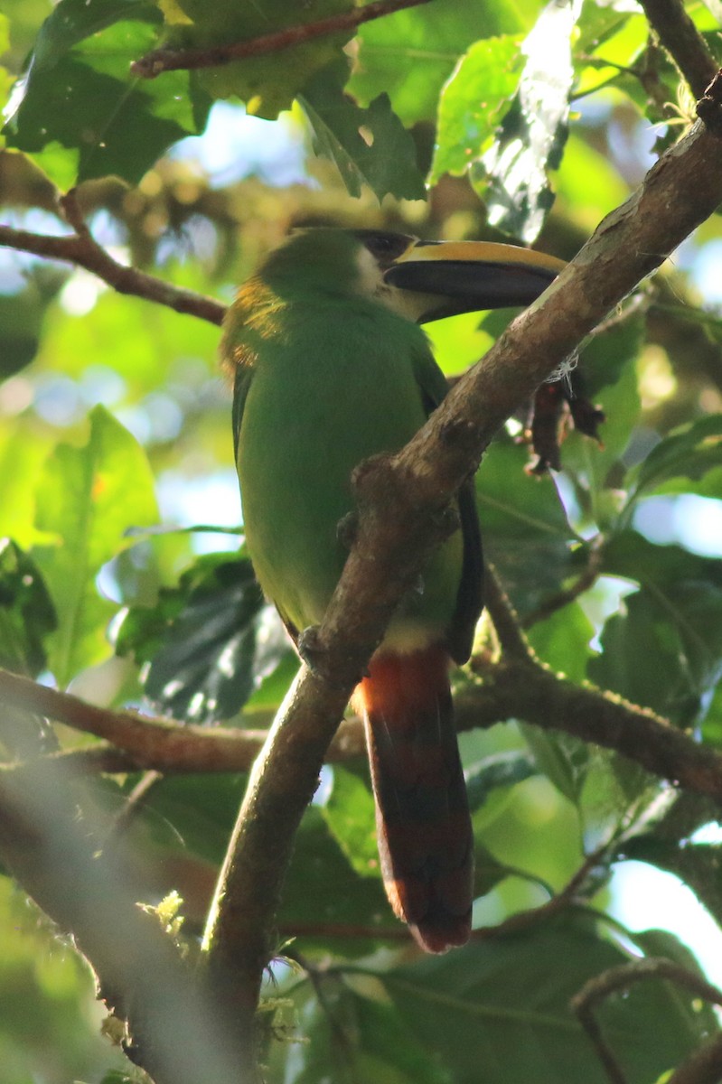 Northern Emerald-Toucanet - george parker