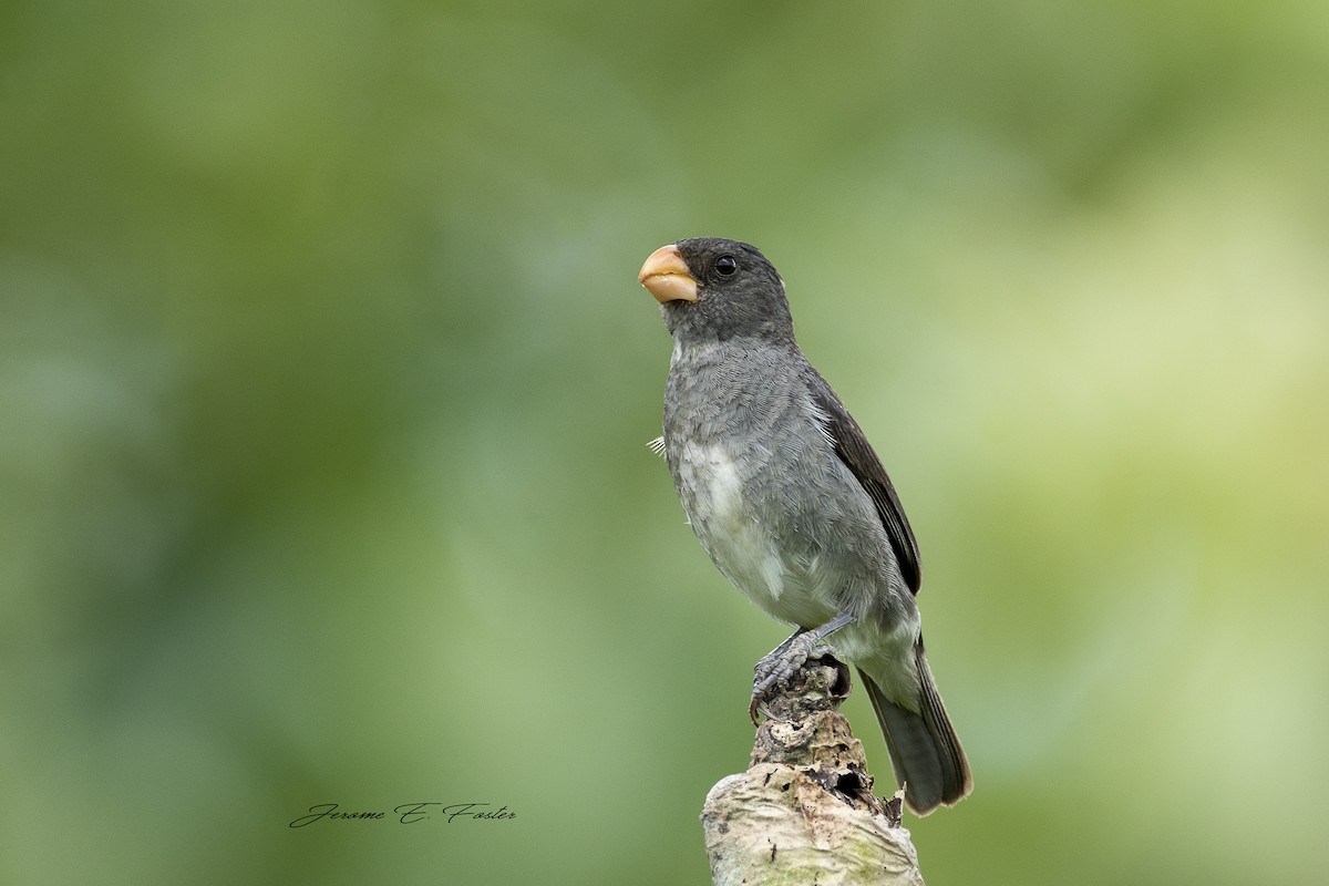 Gray Seedeater - ML173667151