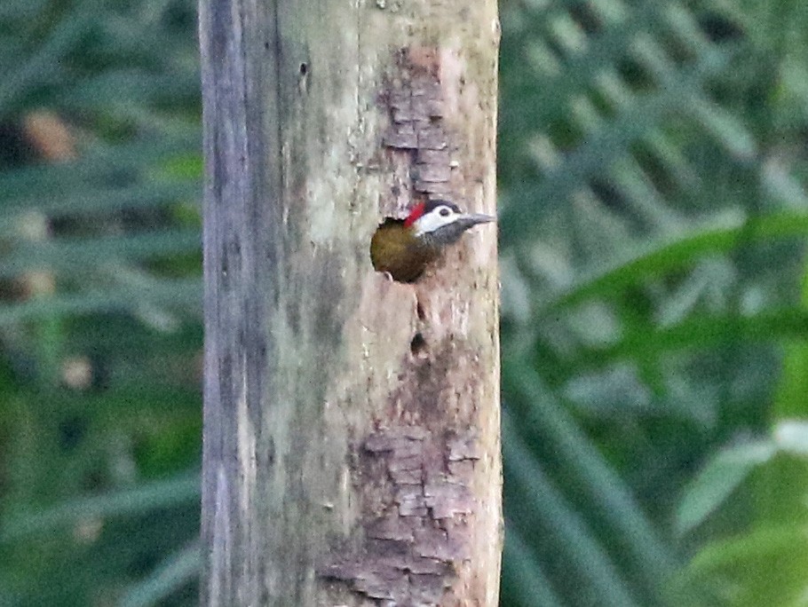Spot-breasted Woodpecker - Charlotte Byers