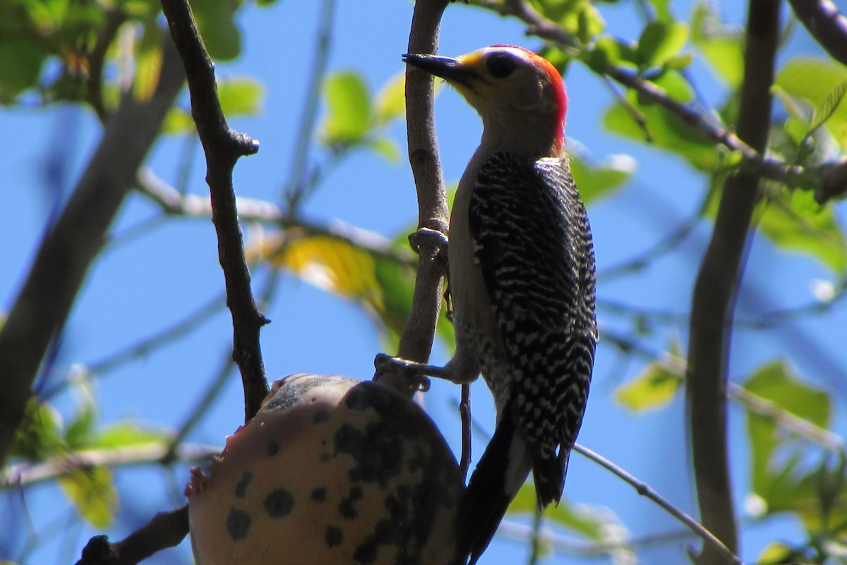 Yucatan Woodpecker - ML173670891