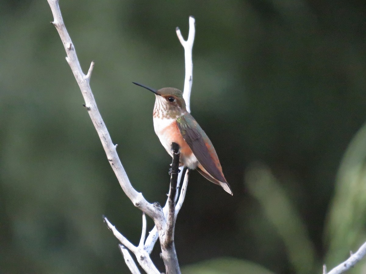 Rufous Hummingbird - ML173670931