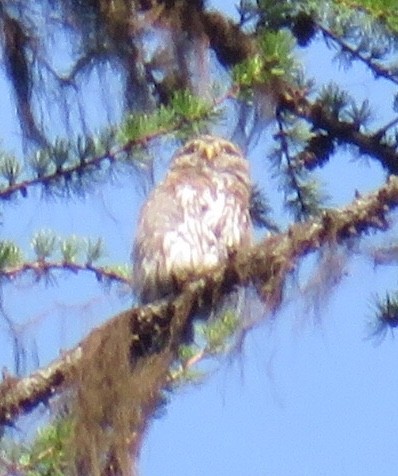 Northern Pygmy-Owl - ML173671981